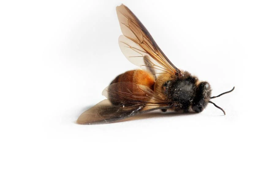 bee for oct 29 cisco blog